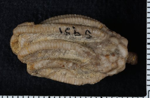 Aorocrinus parvibasis Wachsmuth & Springer