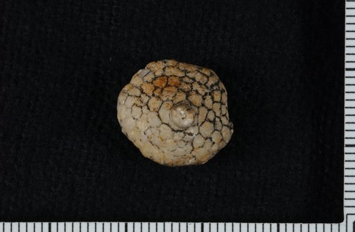 Batocrinus consanguineus Miller & Gurley