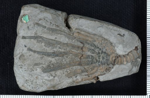 Dizygocrinus indianensis simplex Wachsmuth & Springer