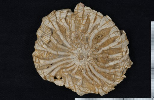 Eretmocrinus remibrachiatus expansus Wachsmuth & Springer