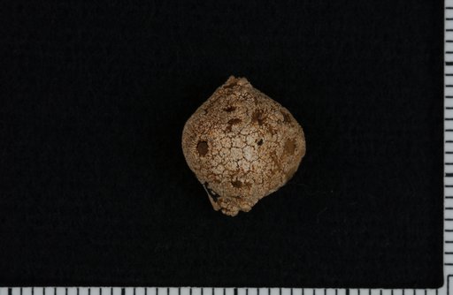 Aorocrinus parvus Shumard