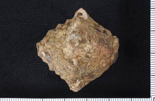 Lobocrinus robustus Wachsmuth & Springer