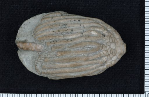 Dizygocrinus mutabilis Wachsmuth & Springer