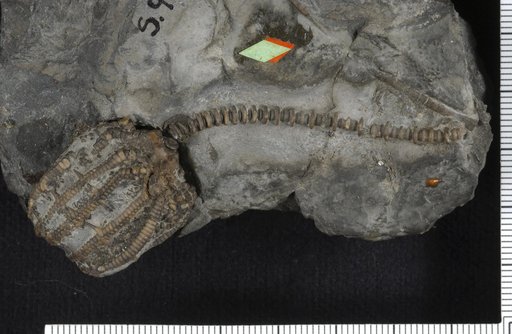 Aorocrinus longidactylus Goldring