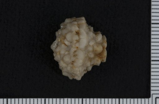 Actinocrinus corbulis Hall