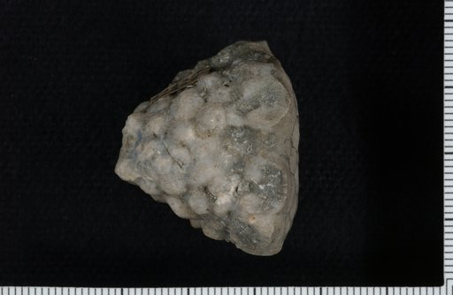 Alloprosallocrinus conicus Lyon & Casseday