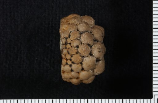 Aorocrinus clarkensis Springer