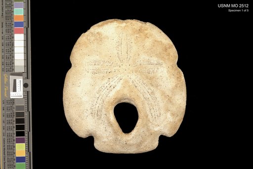 Encope macrophora (Ravenel, 1843)