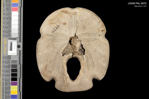 Encope macrophora (Ravenel, 1843)