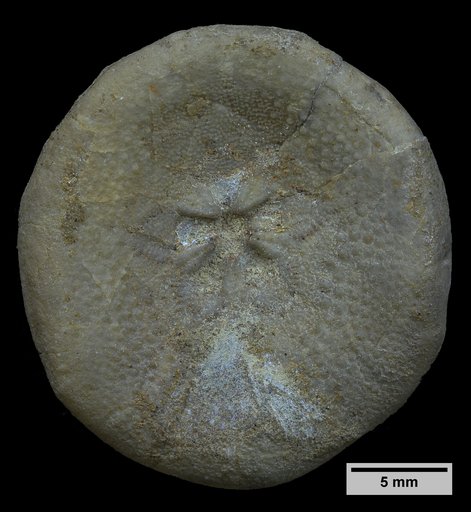Hardouinia mortonis emmonsi (Stephenson)