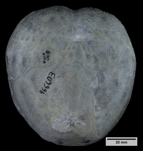 Macraster elegans obesus Lambert