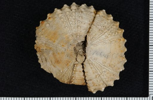 Arbacia improcera (Conrad)