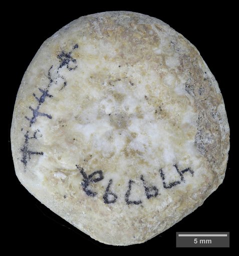Hardouinia bassleri (Twitchell)