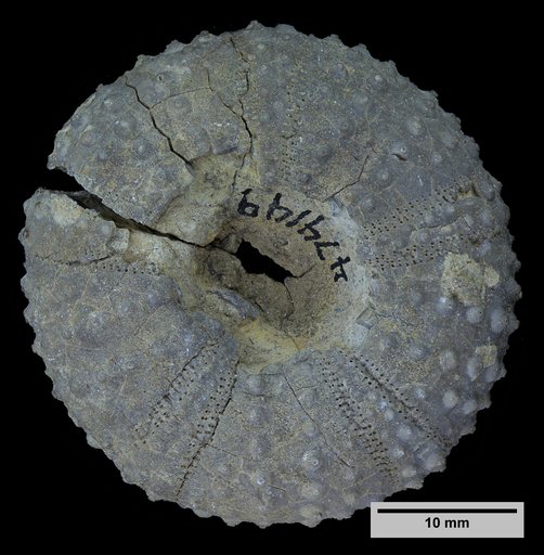 cf. Tetragramma streeruwitzi (Cragin)