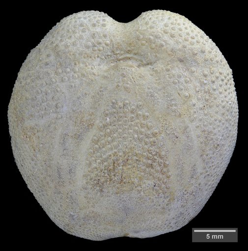 Linthia variabilis Slocum