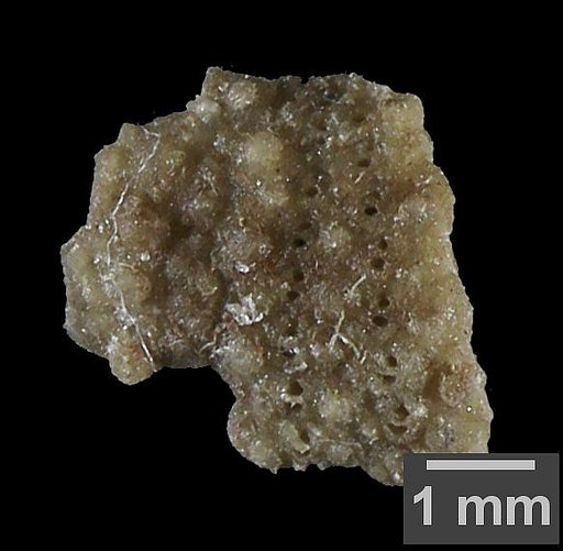 Xenechinus parvus Kier, 1958