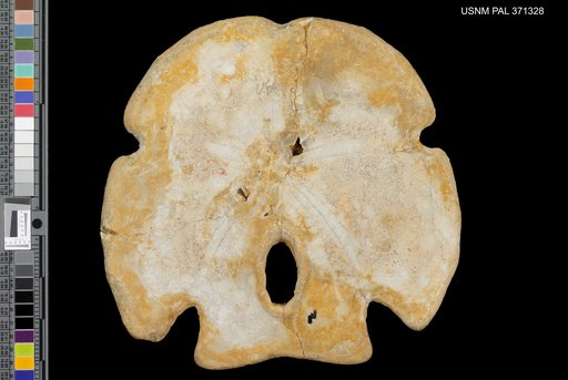 Encope macrophora var. tamiamiensis Mansfield, 1932