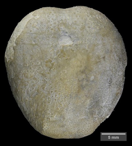 Epiaster renfroae Cooke