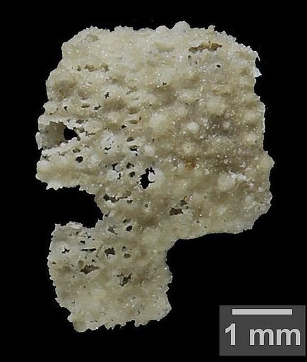 Xenechinus parvus Kier, 1958