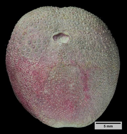 Hemiaster wetherbyi De Loriol