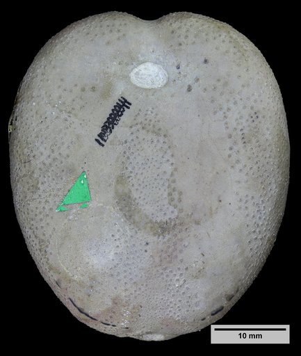 Holaster laevis (Brongniart)