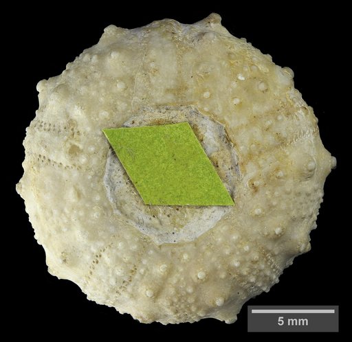 Salenia hondoensis Cooke, 1953