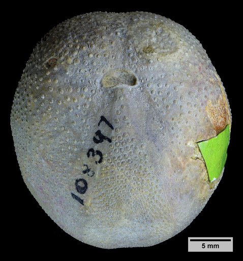 Hemiaster arcolensis Cooke