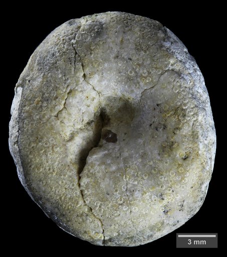 Echinobrissus texanus Clark