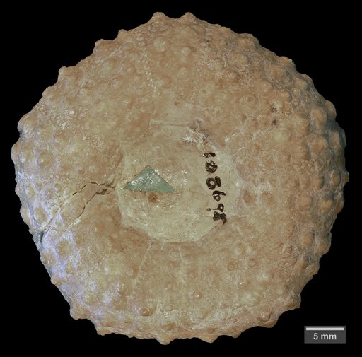 cf. Tetragramma malbosii (Agassiz)
