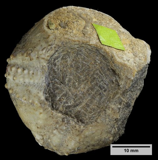 Codiopsis stephensoni Cooke