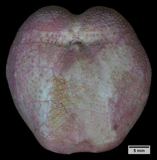 Hemiaster texanus Roemer