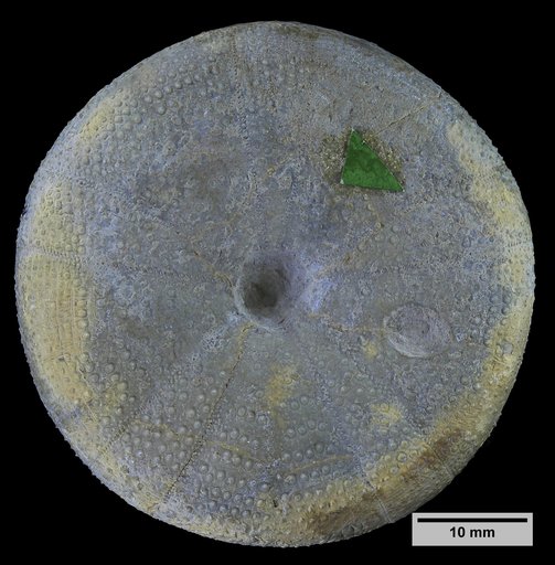 Holectypus (Caenholectypus) castilloi Cotteau