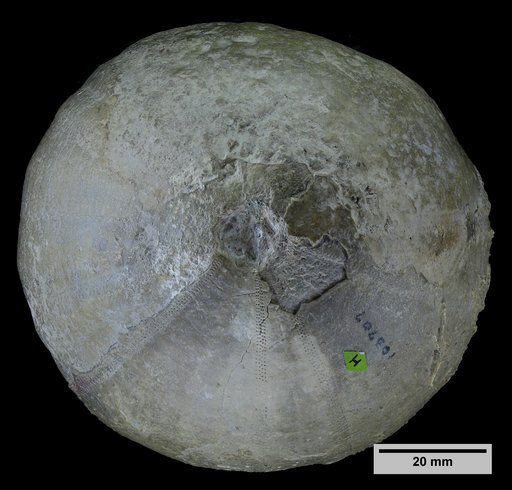 Pedinopsis pondi Clark