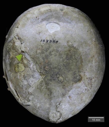 Echinocorys texanas (Cragin)
