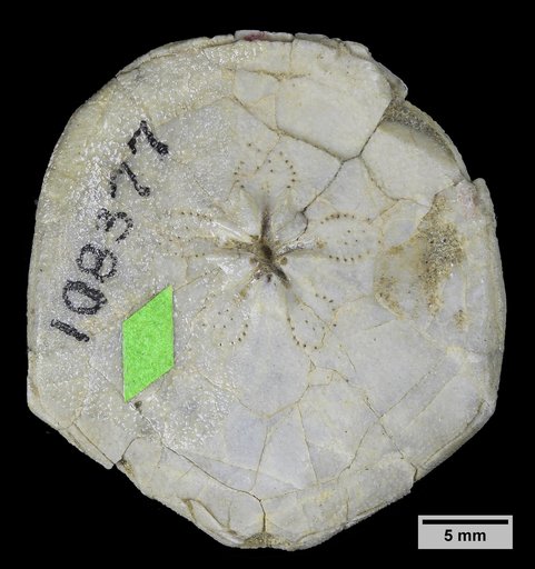 Faujasia chelonium Cooke