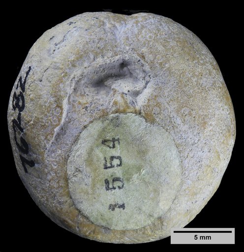 Hemiaster benhurensis Stephenson