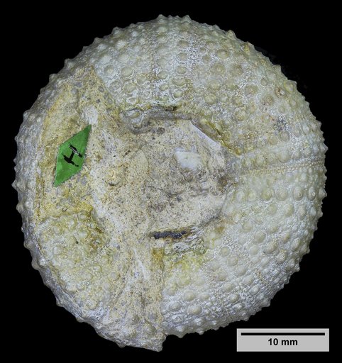 Orthopsis casanovai Cooke