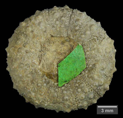 Pseudodiadema texanum (Roemer)
