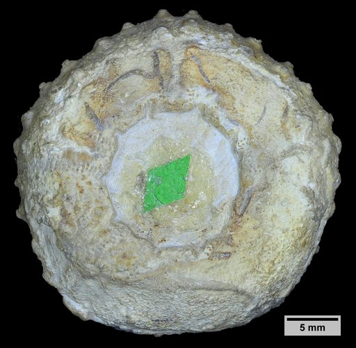 Pseudodiadema hilli Clark