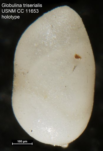 Globulina triserialis Cushman & Ozawa, 1930