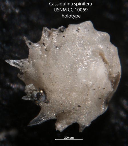Cassidulina spinifera Cushman & Jarvis, 1929