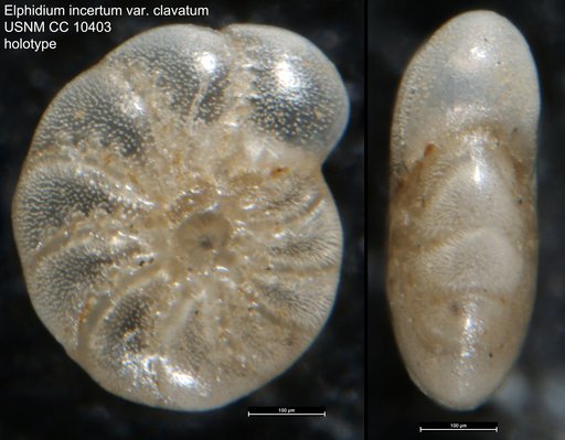 Elphidium incertum var. clavatum Cushman, 1930
