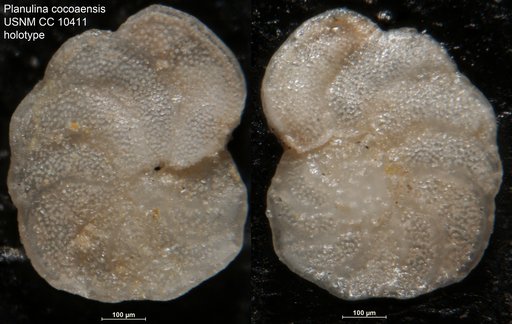 Planulina cocoaensis Cushman, 1926