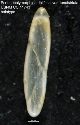 Pseudopolymorphina dollfussi var. tenuistriata Cushman & Ozawa, 1930