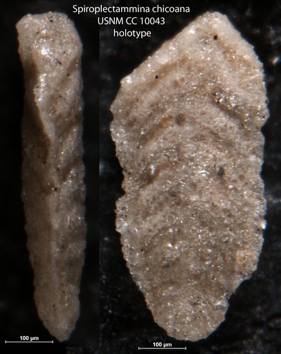 Spiroplectammina chicoana Lalicker, 1935