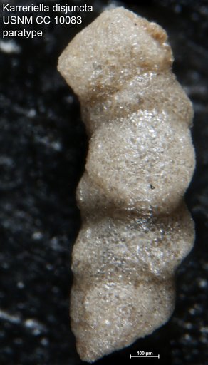 Karreriella disjuncta (Cushman & Jarvis, 1929)