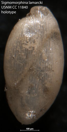 Sigmomorphina lamarcki Cushman & Ozawa, 1930