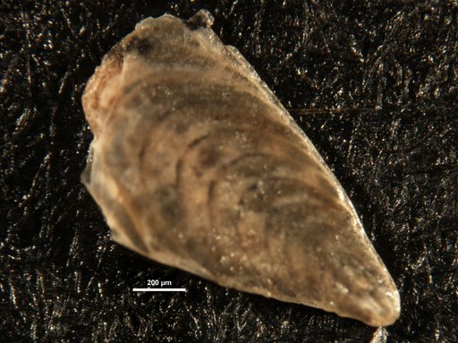 Plectofrondicularia packardi Cushman & Schenck, 1928