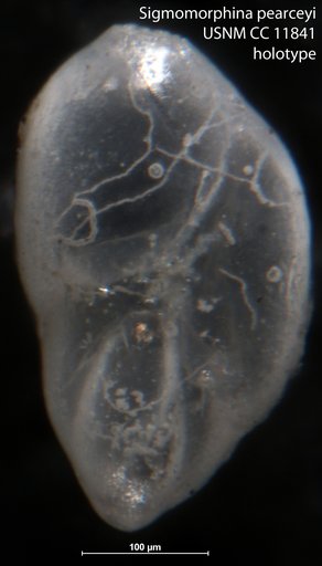 Sigmomorphina pearceyi Cushman & Ozawa, 1930
