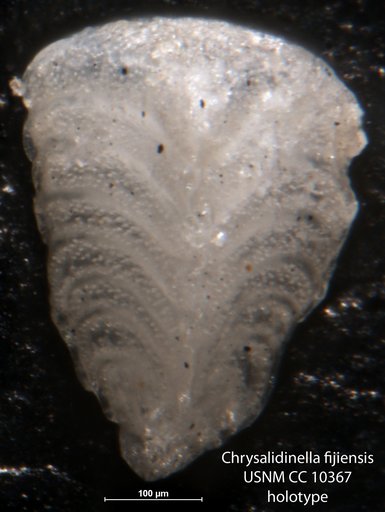 Chrysalidinella fijiensis Cushman, 1945